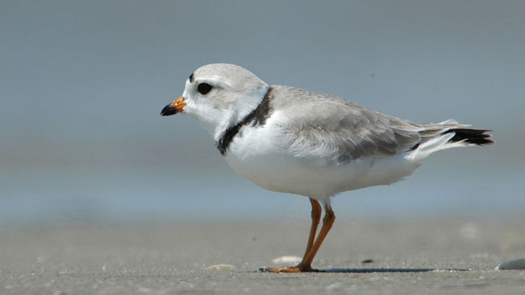 Piping Plovers are on the endangered species list.